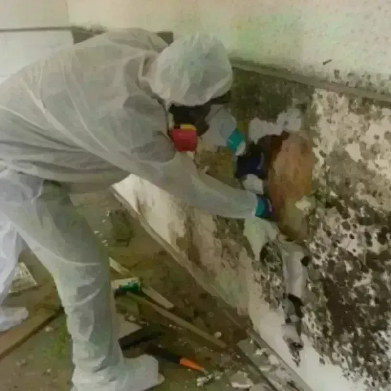 Mold Remediation and Removal in Garland, TX